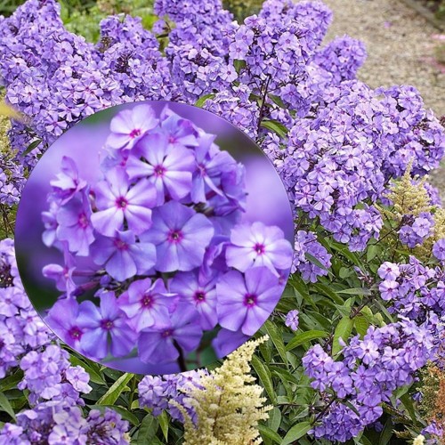 Phlox paniculata 'Blue Paradise' - Aed-leeklill 'Blue Paradise' P9/0,55L 